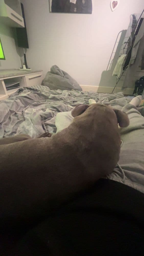 Portrait image of Nala Noo